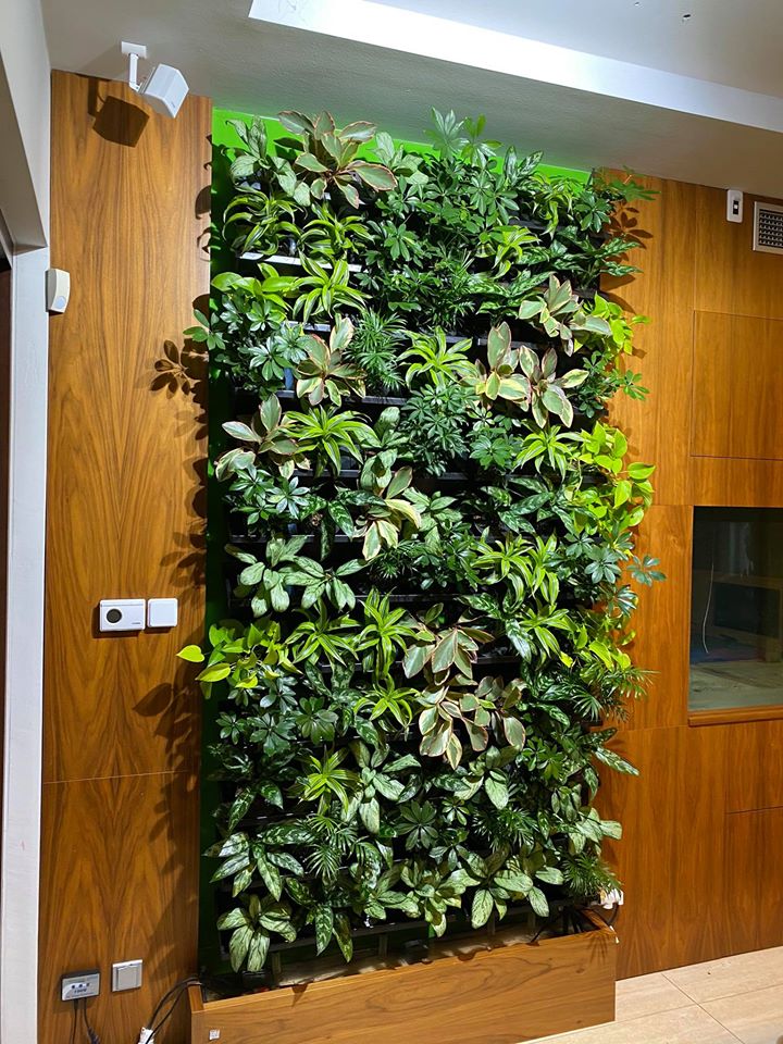 Ako využiť rastliny v interiéri