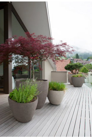 Oáza aj v zimných mesiacoch: Mrazuvzdorné rastliny na balkón