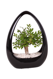 Ako úspešne pestovať bonsaje?