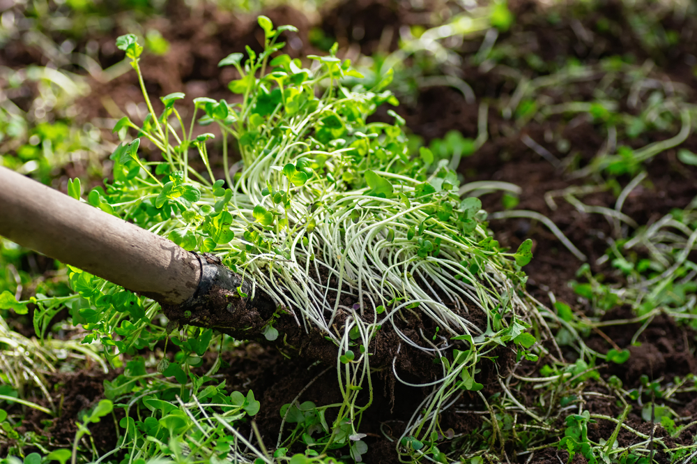 Zelené hnojenie ako základ zdravej pôdy