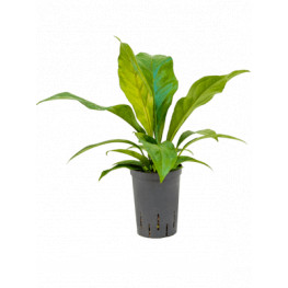 Anthurium elipticum Jungle hybriden 15/19 výška 45 cm