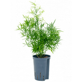 Asparagus falcatus 13/12 v. 40 cm