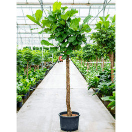 Ficus lyrata Stem 40/37 v300 cm