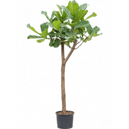 Ficus lyrata Stem 22/19 cm v. 140 cm
