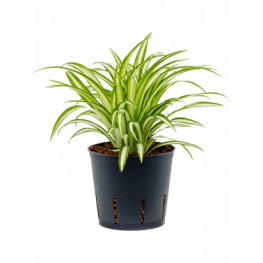 Chlorophytum comosum variegatum 13/12 v. 30 cm