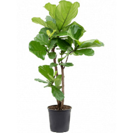 Fikus - Ficus lyrata Branched 27x140 cm