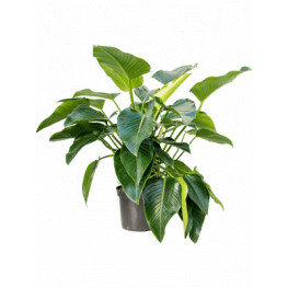 Philodendron "Green beauty" Bush 32x110 cm