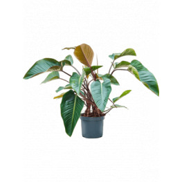 Philodendron "Red Beauty" Bush 30x120 cm