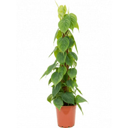 Philodendron scandens mosspole stlp 24x120 cm