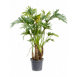 Philodendron xantal bush pots.32x 110 cm