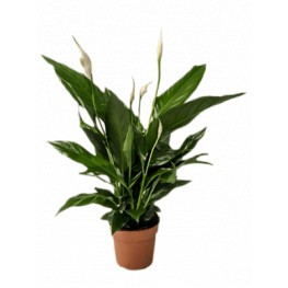 Spathiphyllum "Sweet chico" 13x55 cm