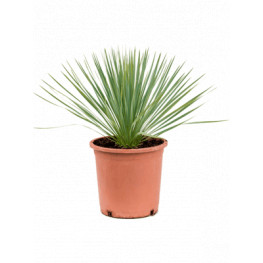Yucca rostrata pots. 27x50 cm
