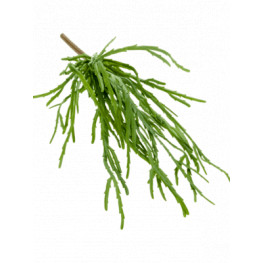 Rhipsalis pandora bush green 35 cm