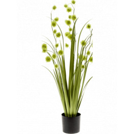 Grass pompom Green in plastic pot v.85 cm