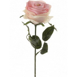 Rose Simone Pink (Ruza ruzova) 45 cm