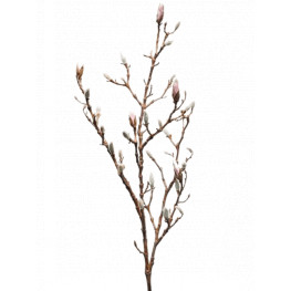 Magnolia W. bud lt. pink v.100cm