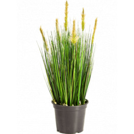 Grass foxtail green 60 cm