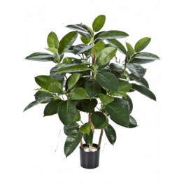 Ficus Elastica Rubber Plant 90 cm