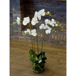 Phalaenopsis plant white 90cm