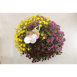 Chryzantema - Chrysanthemum Ind. Skyfall farebný mix 23x45 cm