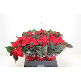 Vianocna ruza/ Euphorbia 13x35 cm cervena