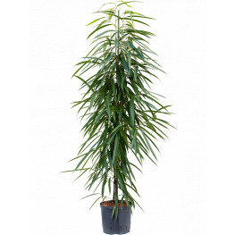 Ficus alii Tuft 22/19 v.140 cm