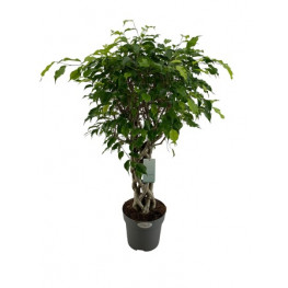 Ficus benjamina stem braided special 24x100 cm