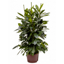 Fikus - Ficus cyathistipula 6pp 28/19 výška 110 cm
