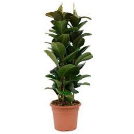 Fikus - Ficus elastica "Robusta" 35x140 cm