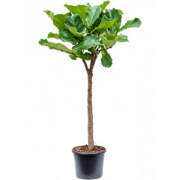 Ficus lyrata stem 30x140 cm