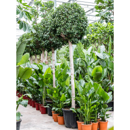 Ficus microcarpa ‘Nitida’ stem 70x280 cm