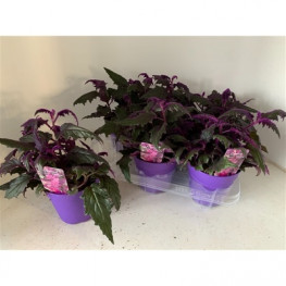 Gynura purple passion 12x10 cm
