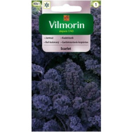 VILMORIN Kel kučeravý fialový SCARLET 8061