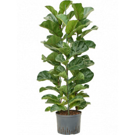 Ficus lyrata bambino 3pp pots. 25/19 v. 110 cm