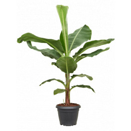 Banánovník Musa dwarf cavendish stem 35 x150 cm