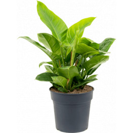Philodendron imperial green bush 27x50 cm