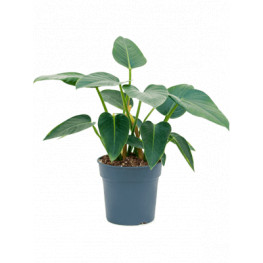 Philodendron "Green Congo" Bush 27x65 cm