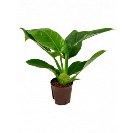 Philodendron imperial green 13/12 výška 30 cm
