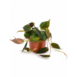 Philodendron scandens subsp.micans 12x20 cm