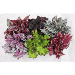 Begonia leaf magic colours mix 13x25 cm