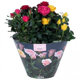 Rosa Victory gemengd Carnaval terras bowl (ruže v kelímku) 23x32 cm
