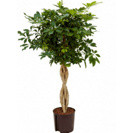 Schefflera arboricola "Compacta" 22/19 výška 120 cm