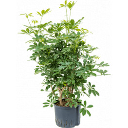 Schefflera arboricola "Compacta" Branched Pots. 25/19 cm 110 cm