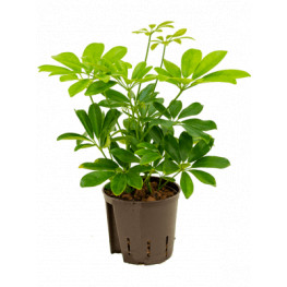Schefflera arboricola 2pp 13/12 v.30 cm