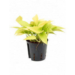 Scindapsus golden pothos hanger pots.13/12 v. 25 cm