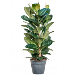 Fikus - Ficus elastica "Robusta" 30x120 cm