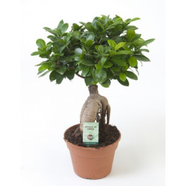 Ficus microcarpa ginseng 17x40 cm