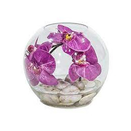 Orchidea v skle 20x20 cm