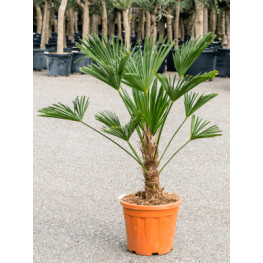Trachycarpus wagnerianus 26/90cm