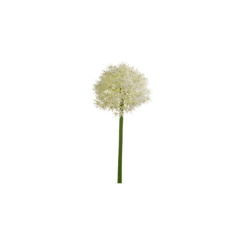 Allium Stem white 65 cm
